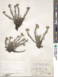 Eritrichium nipponicum image