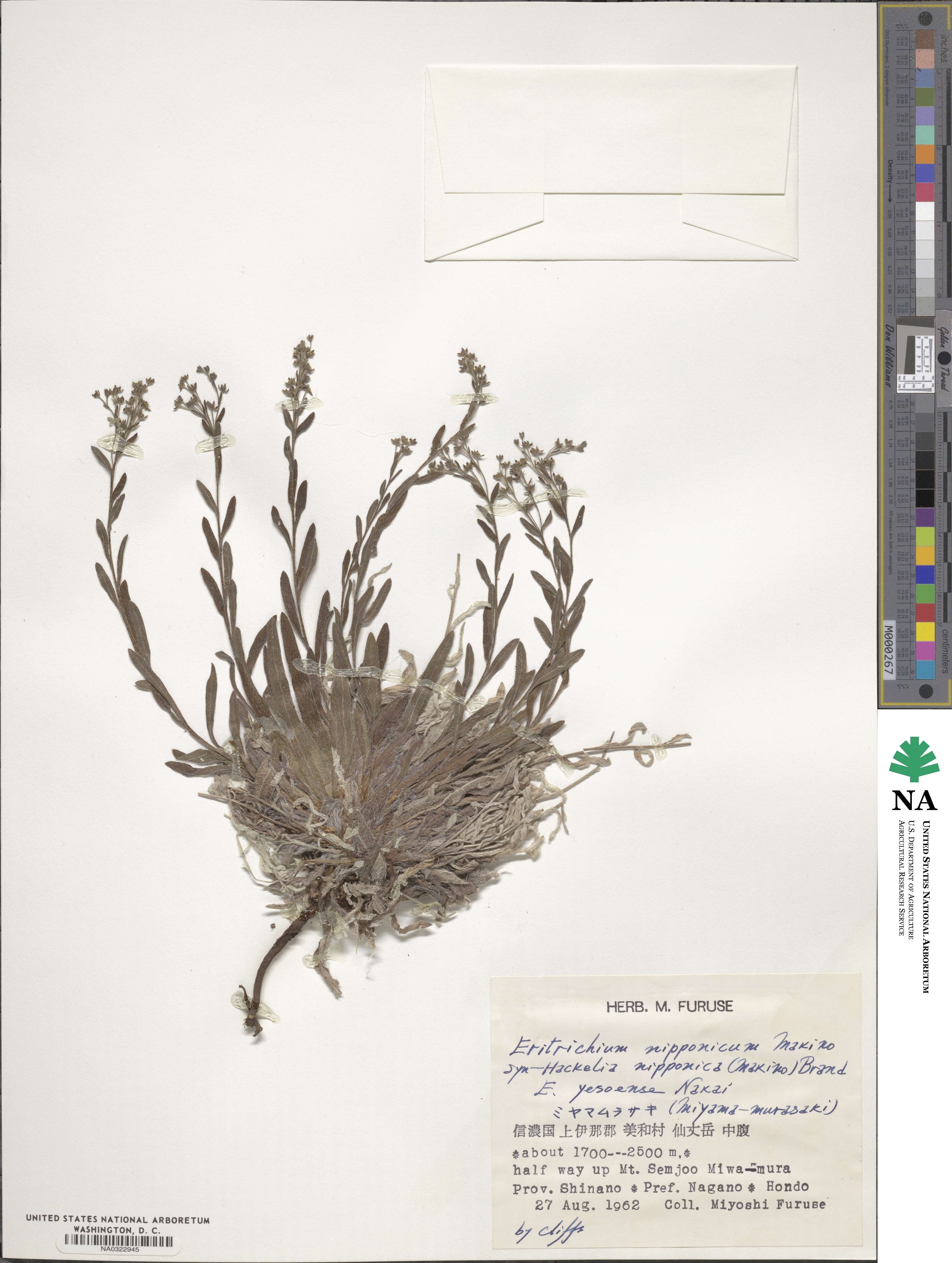 Eritrichium image
