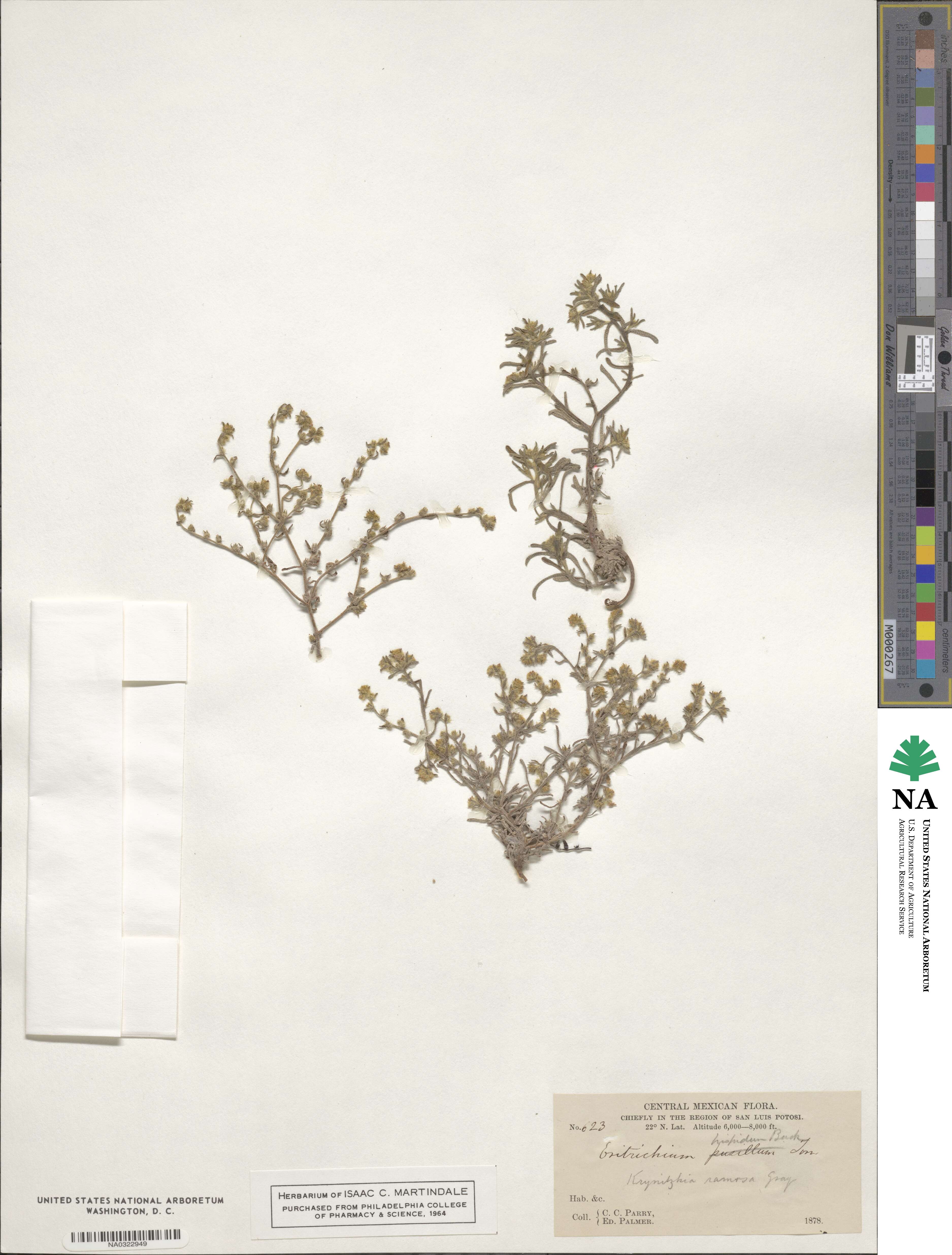 Eritrichium hispidum image