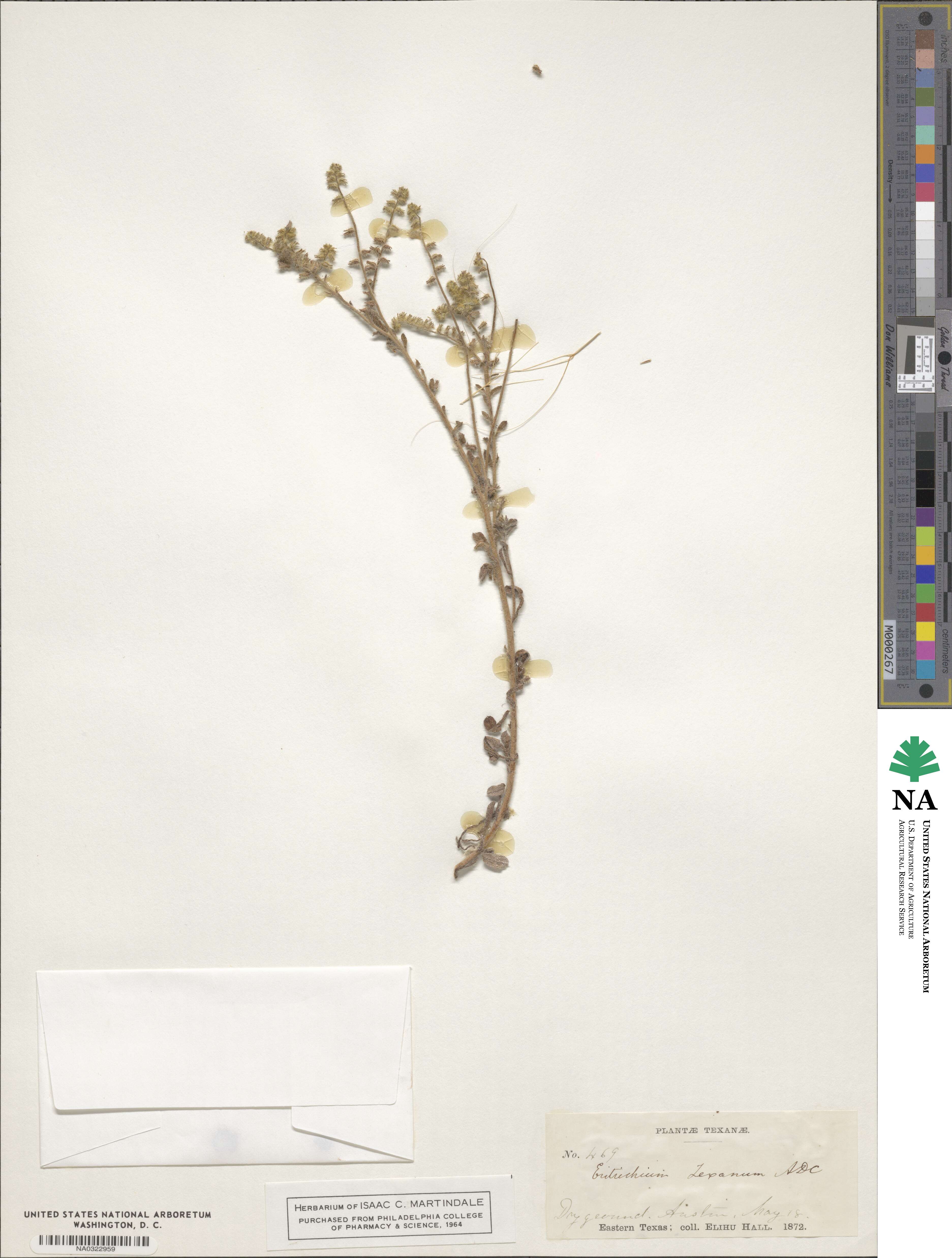 Cryptantha texana image