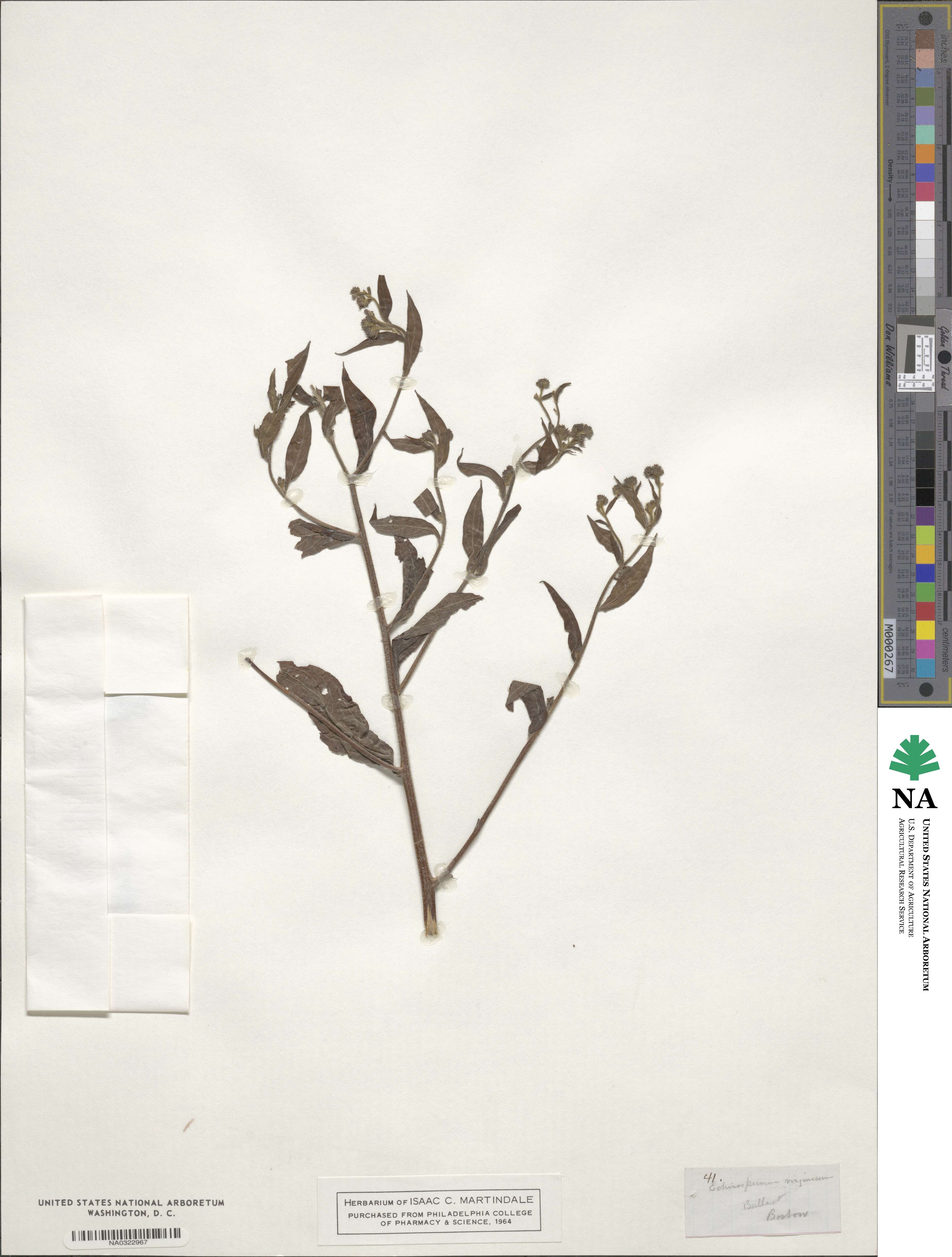 Hackelia virginiana image