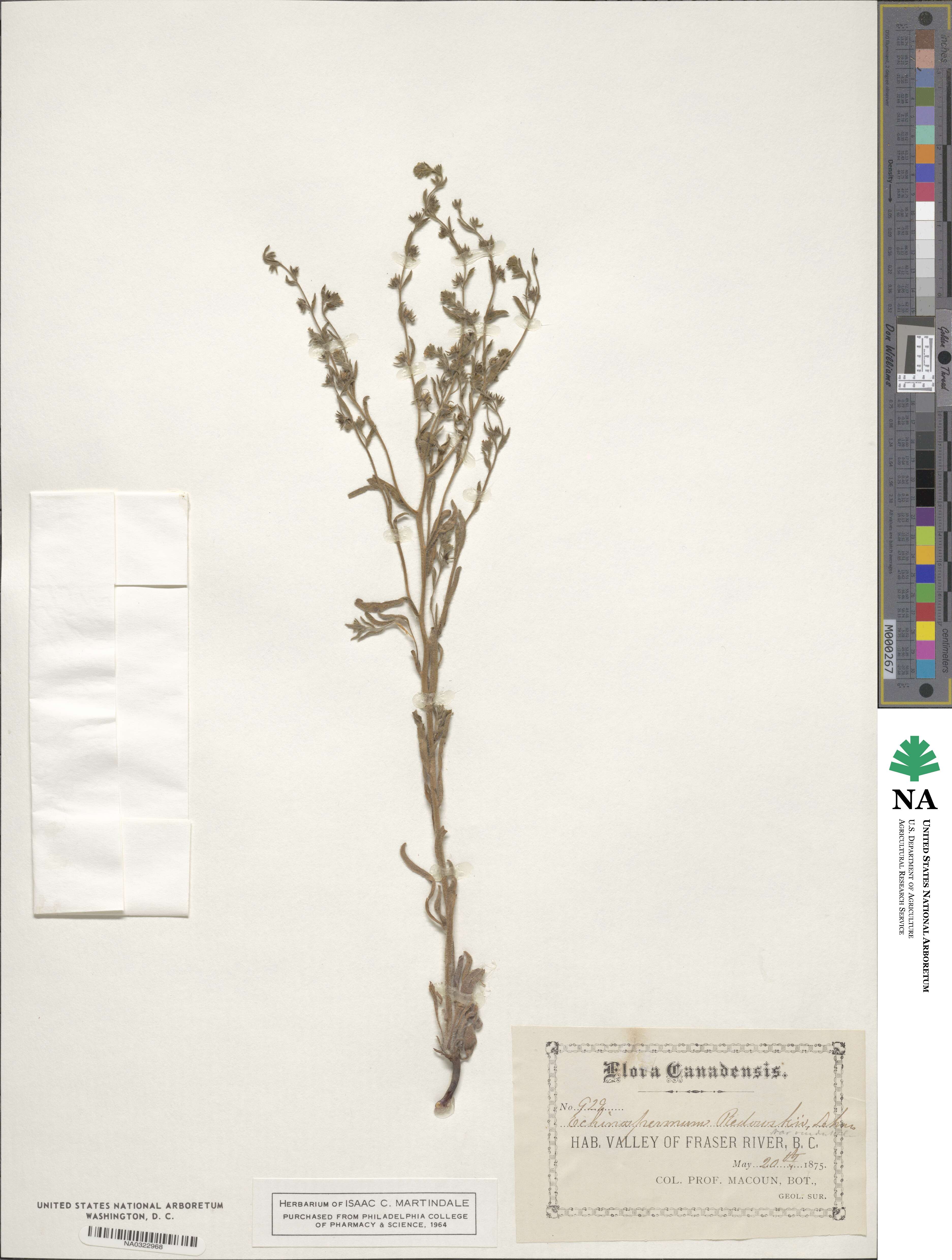 Echinospermum redowskii image
