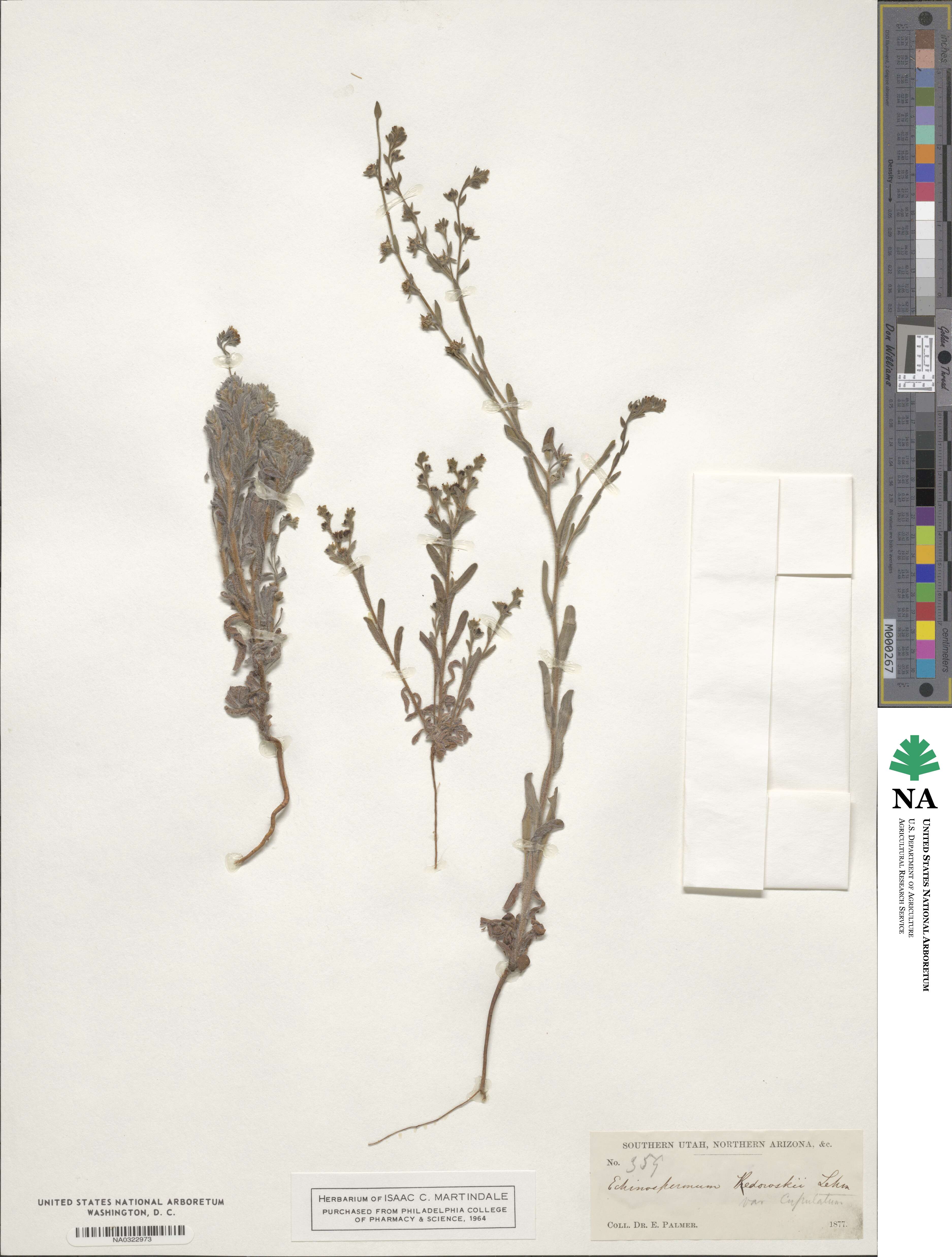 Echinospermum redowskii image