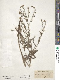 Hackelia floribunda image