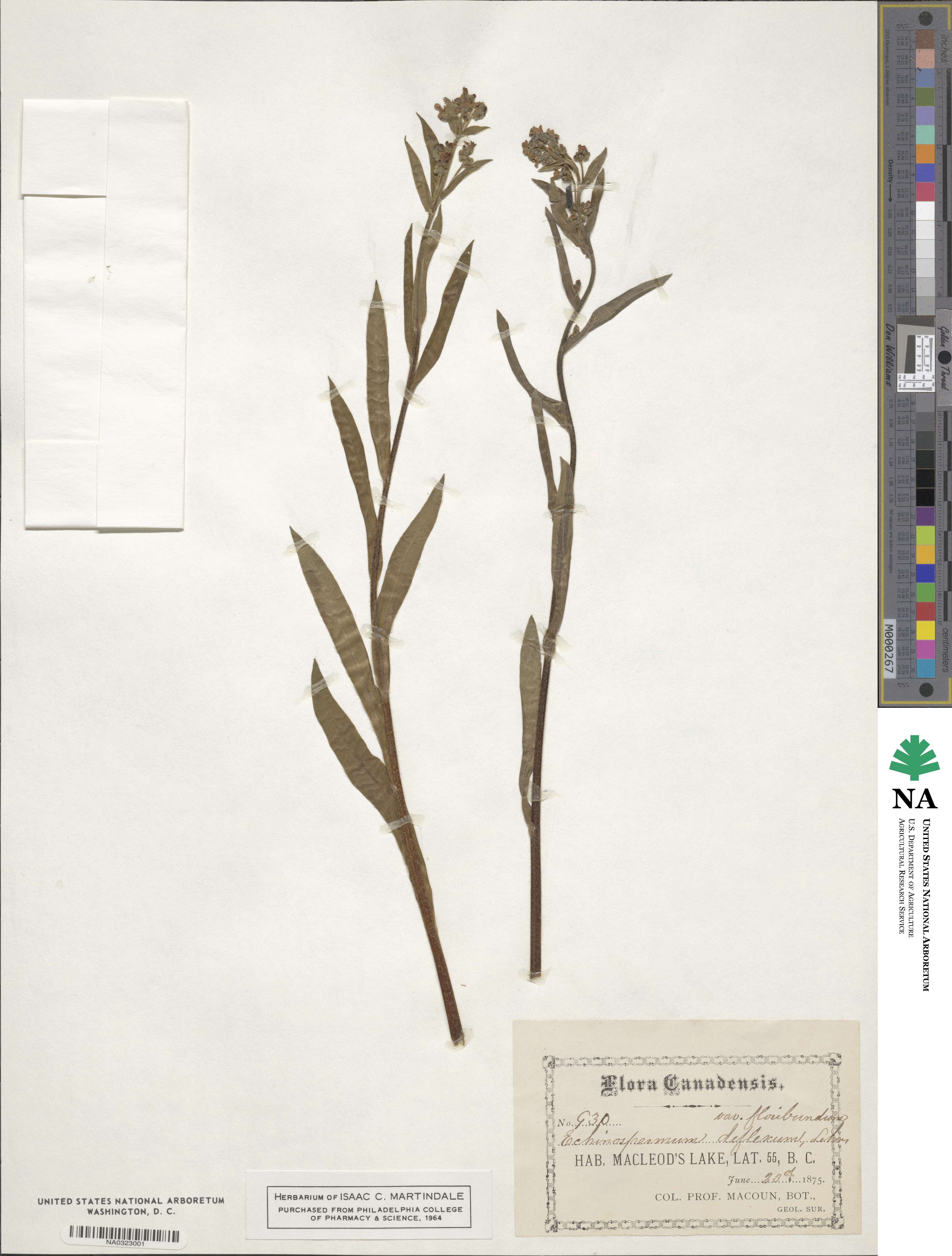Hackelia floribunda image