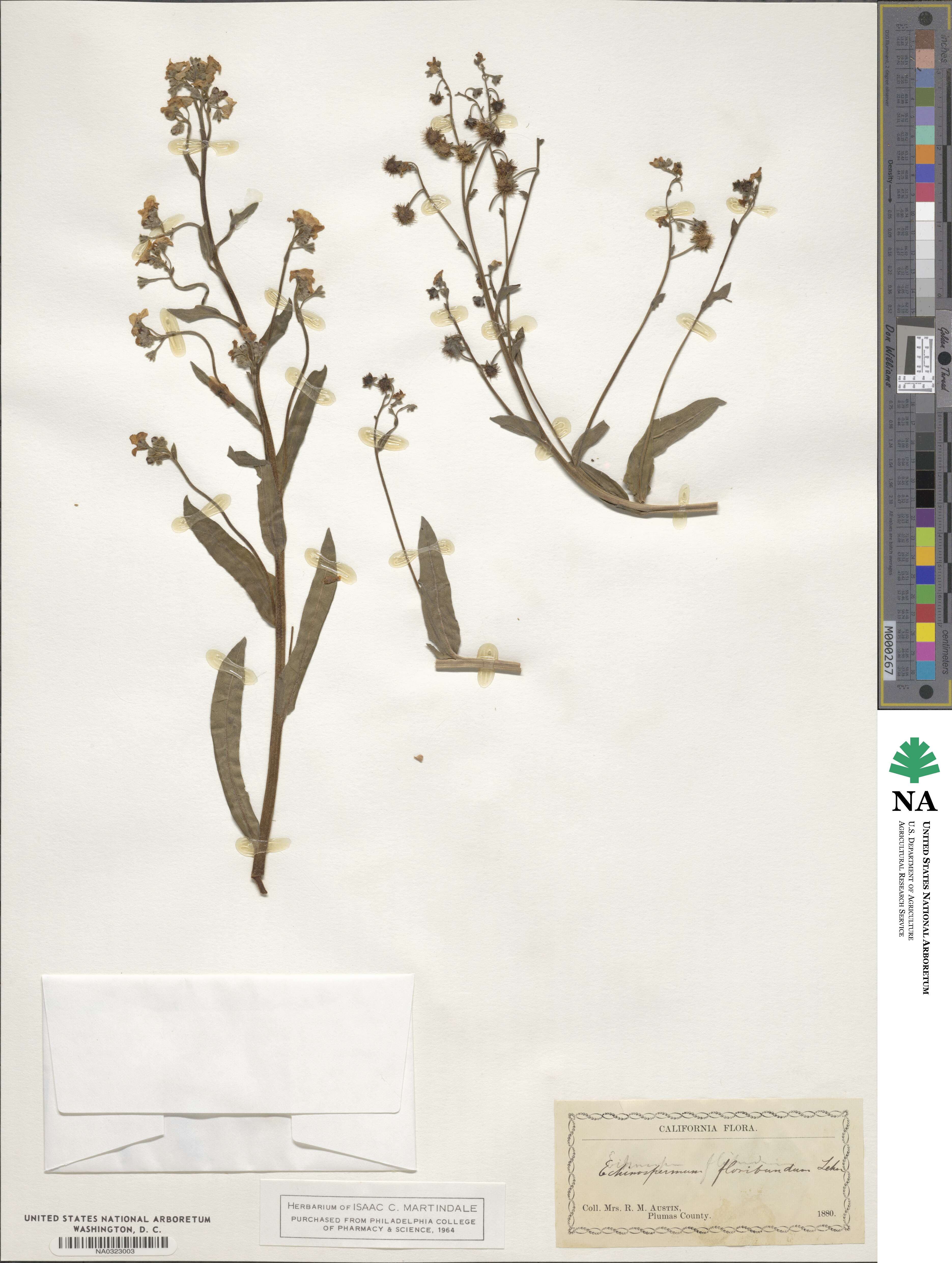 Hackelia floribunda image