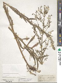 Hackelia floribunda image