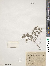 Eremocarya micrantha image