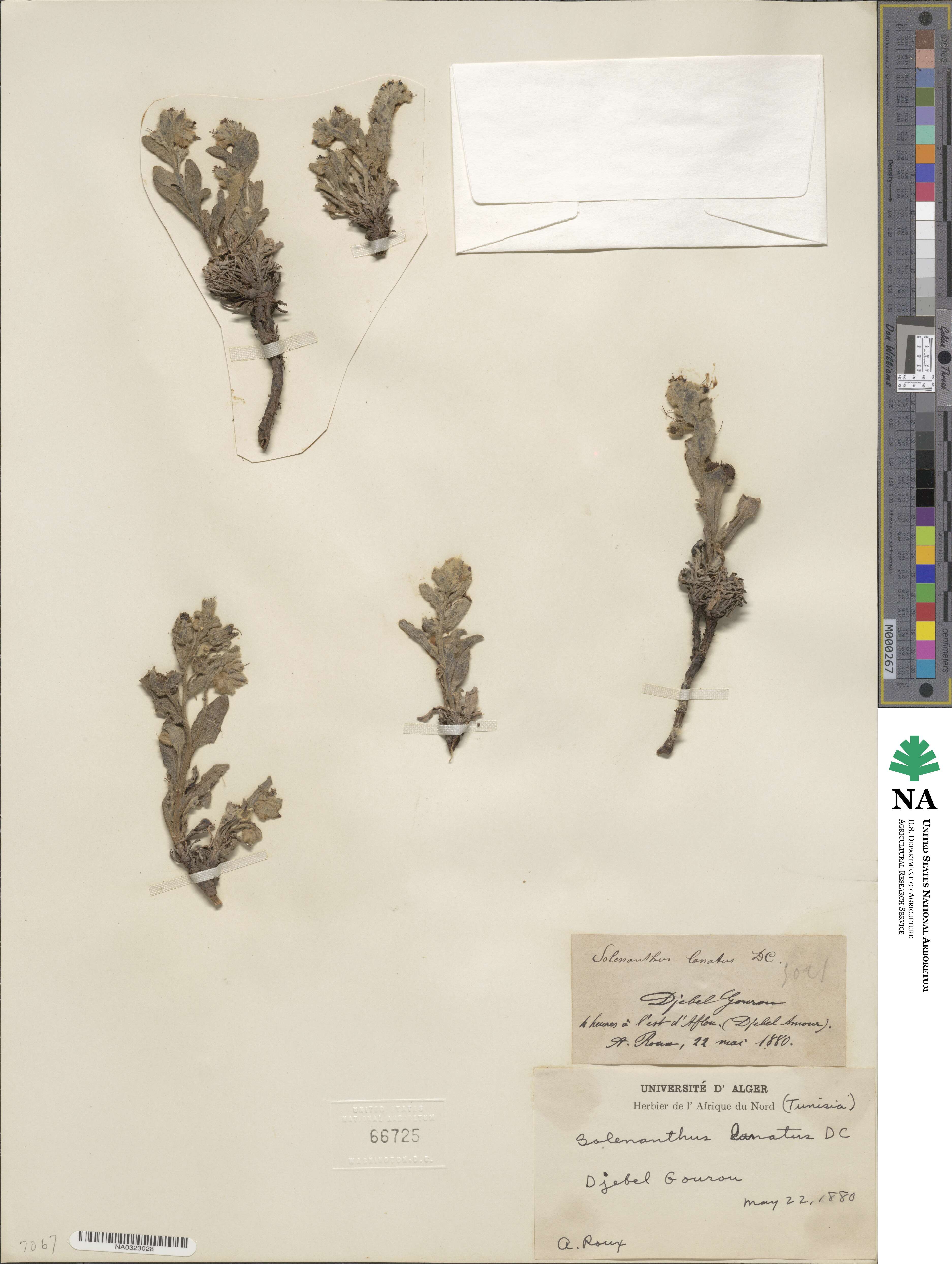 Pardoglossum lanatum image