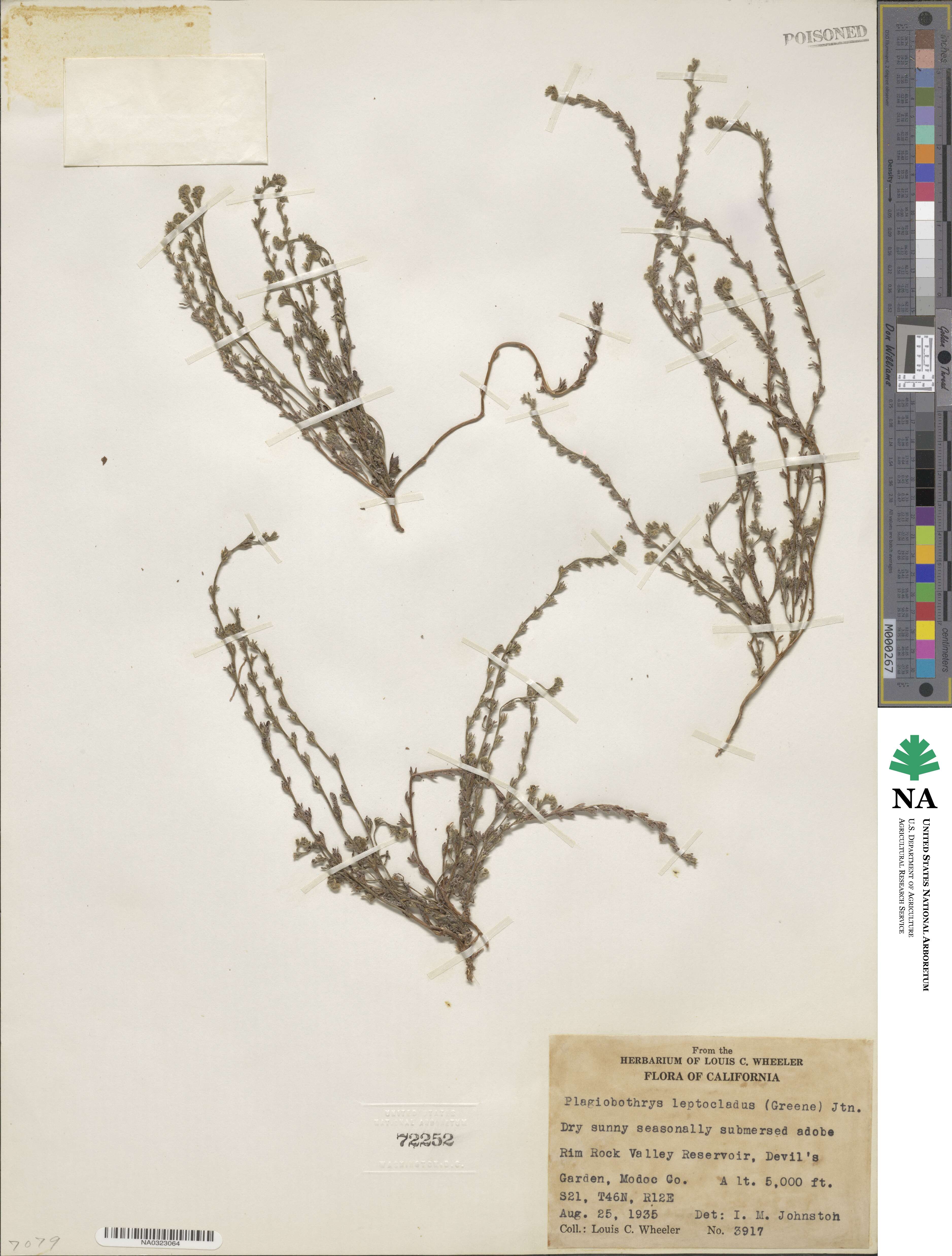 Plagiobothrys leptocladus image