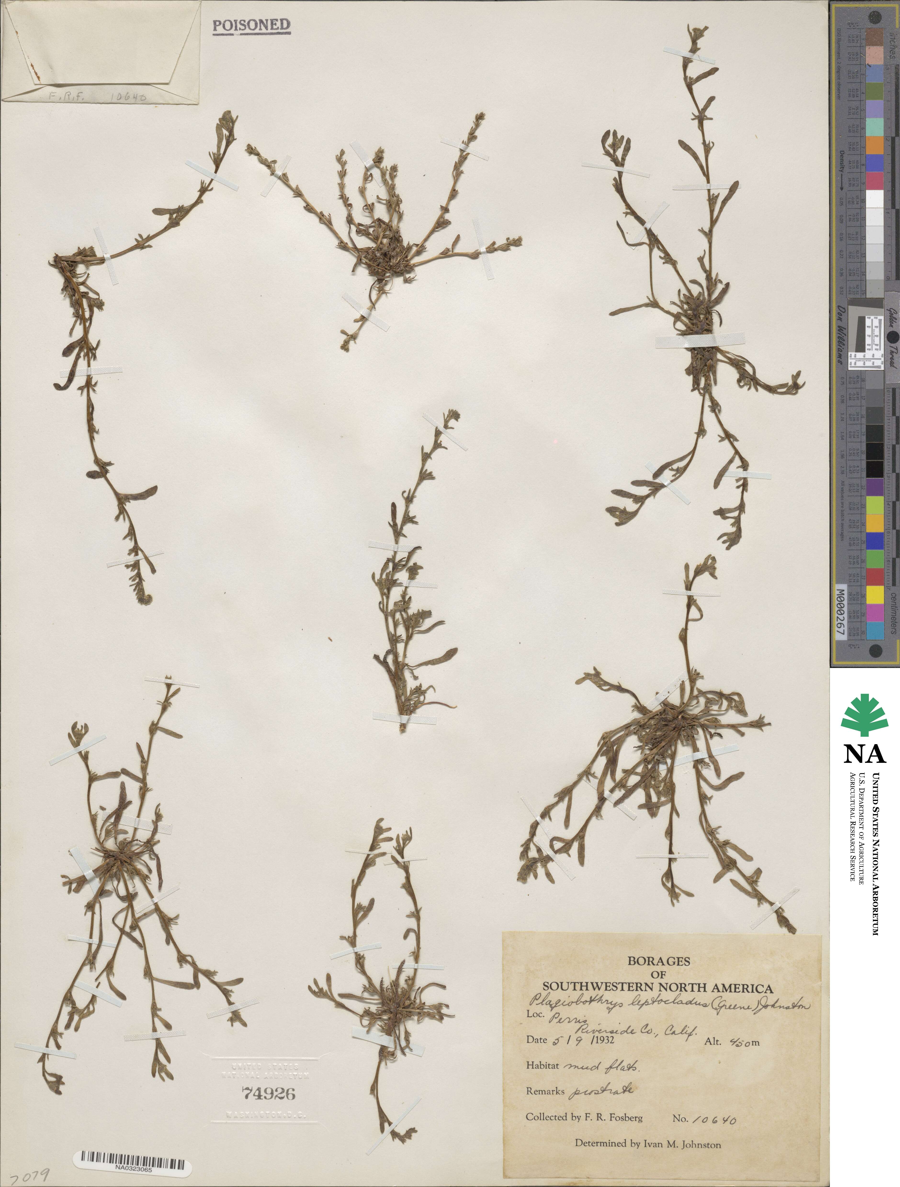Plagiobothrys leptocladus image