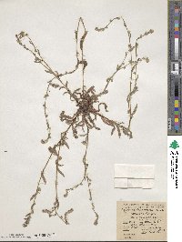 Plagiobothrys canescens var. catalinensis image