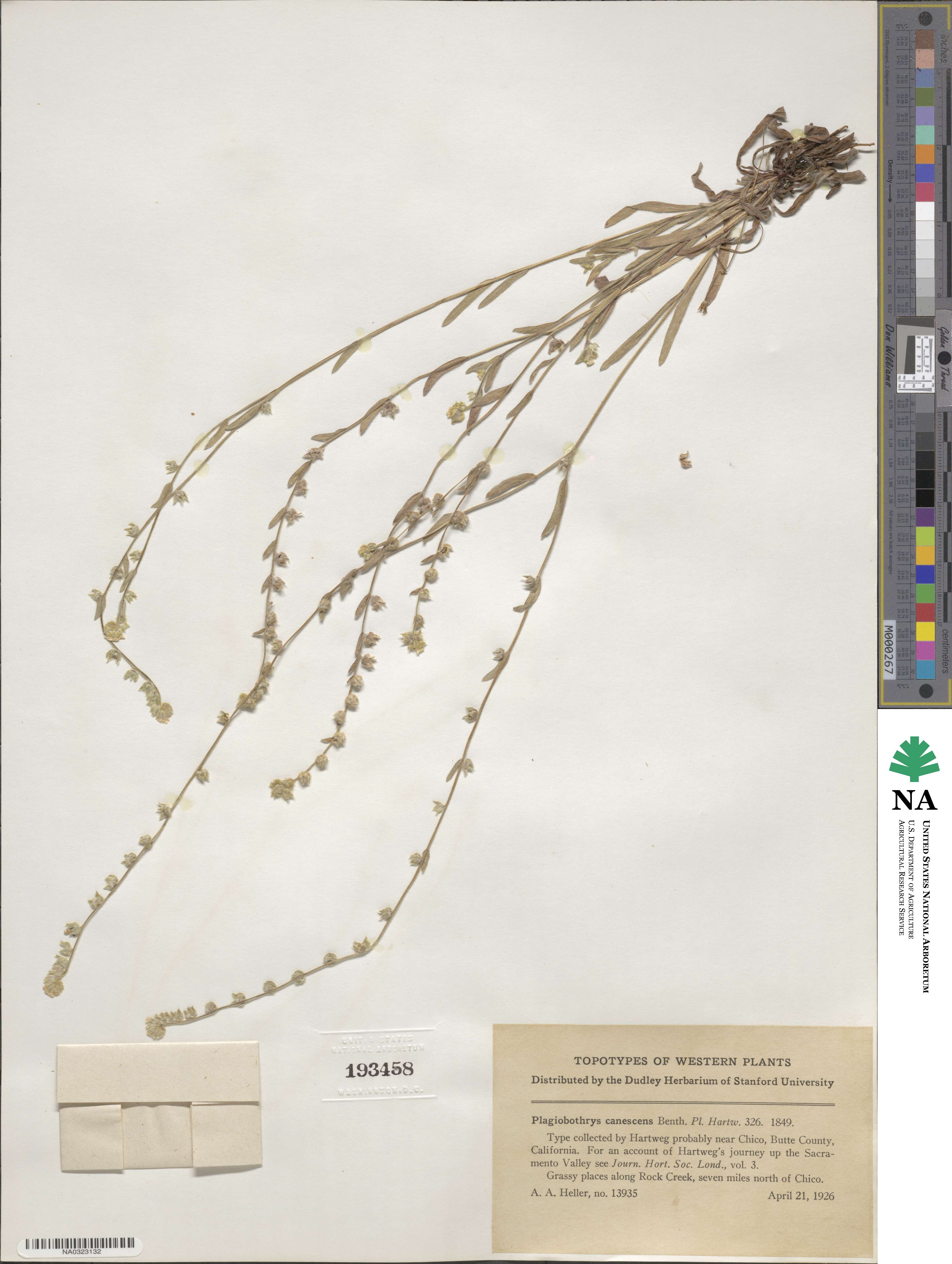 Plagiobothrys canescens image