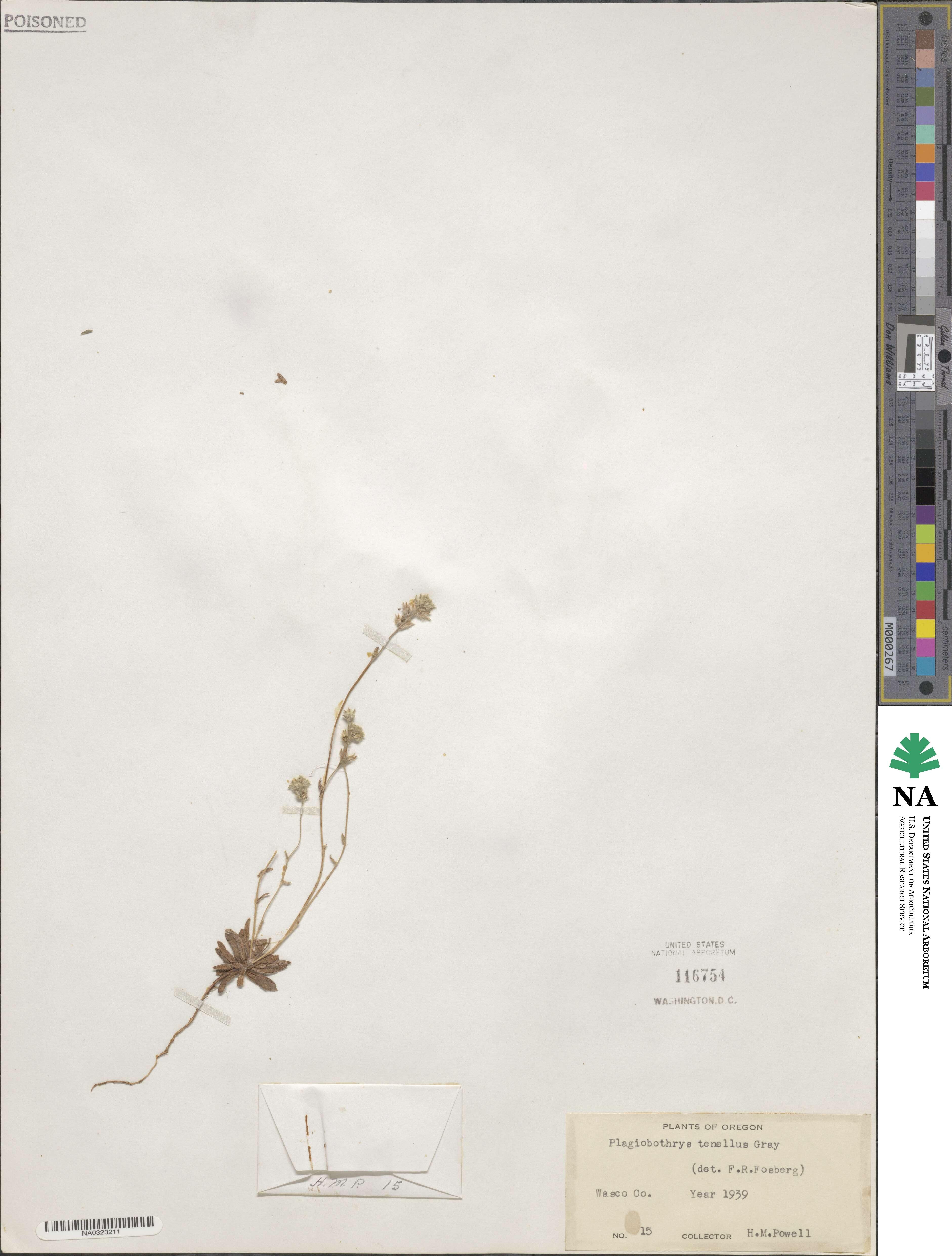 Plagiobothrys tenellus image