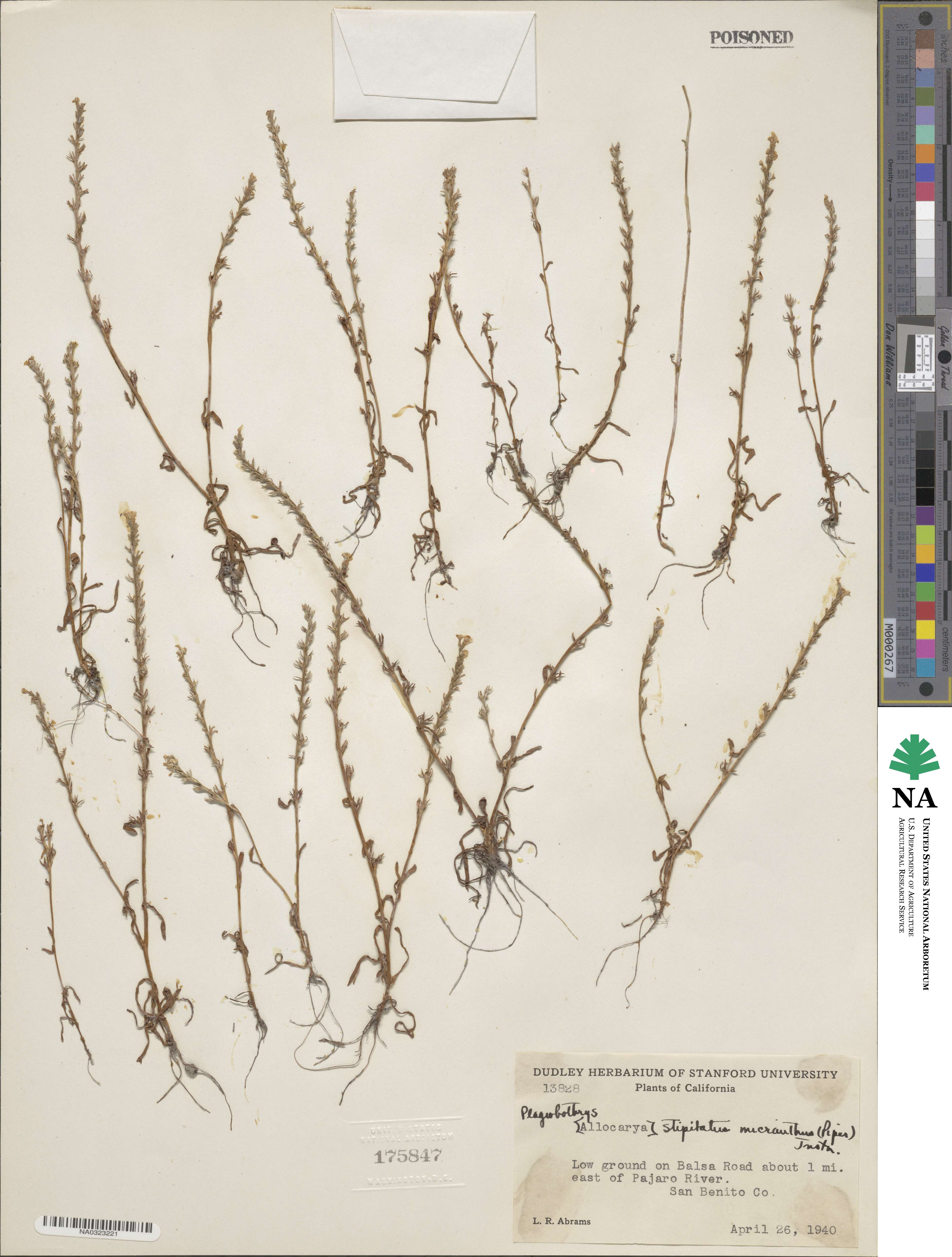 Plagiobothrys stipitatus var. micranthus image