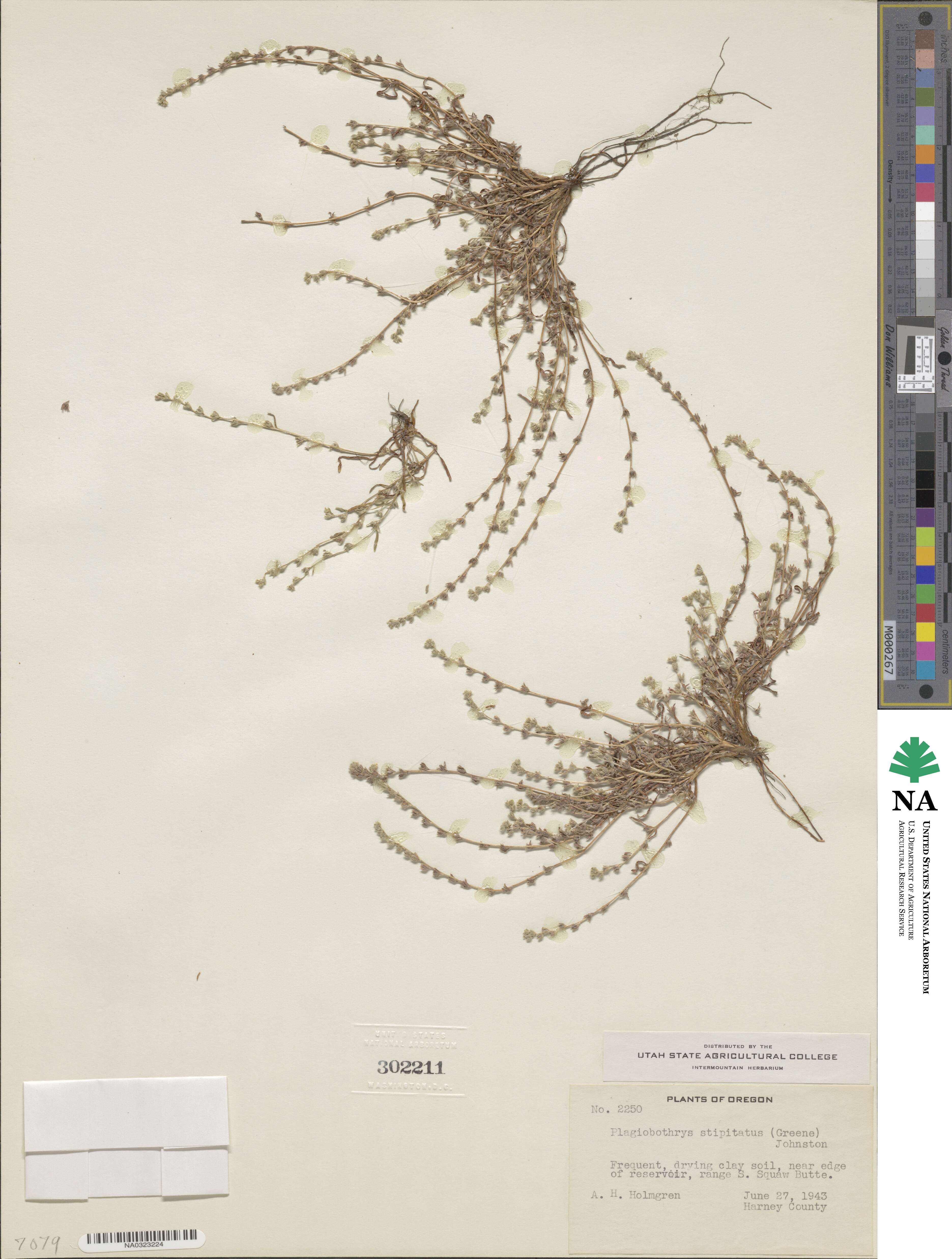 Plagiobothrys stipitatus image