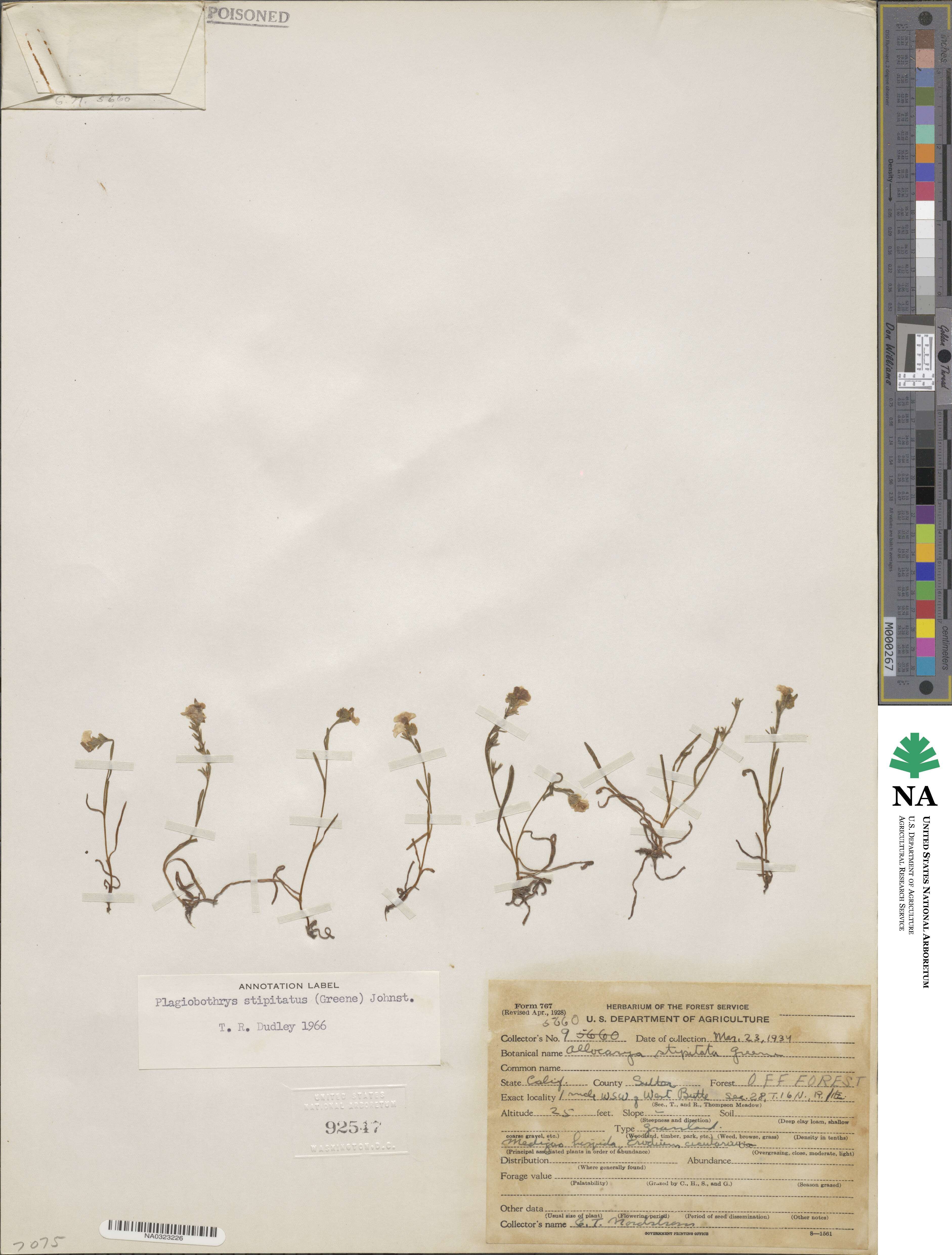 Plagiobothrys stipitatus image