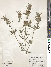 Monarda punctata image