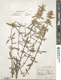 Monarda punctata image