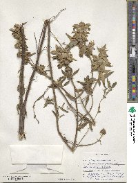 Monarda punctata image