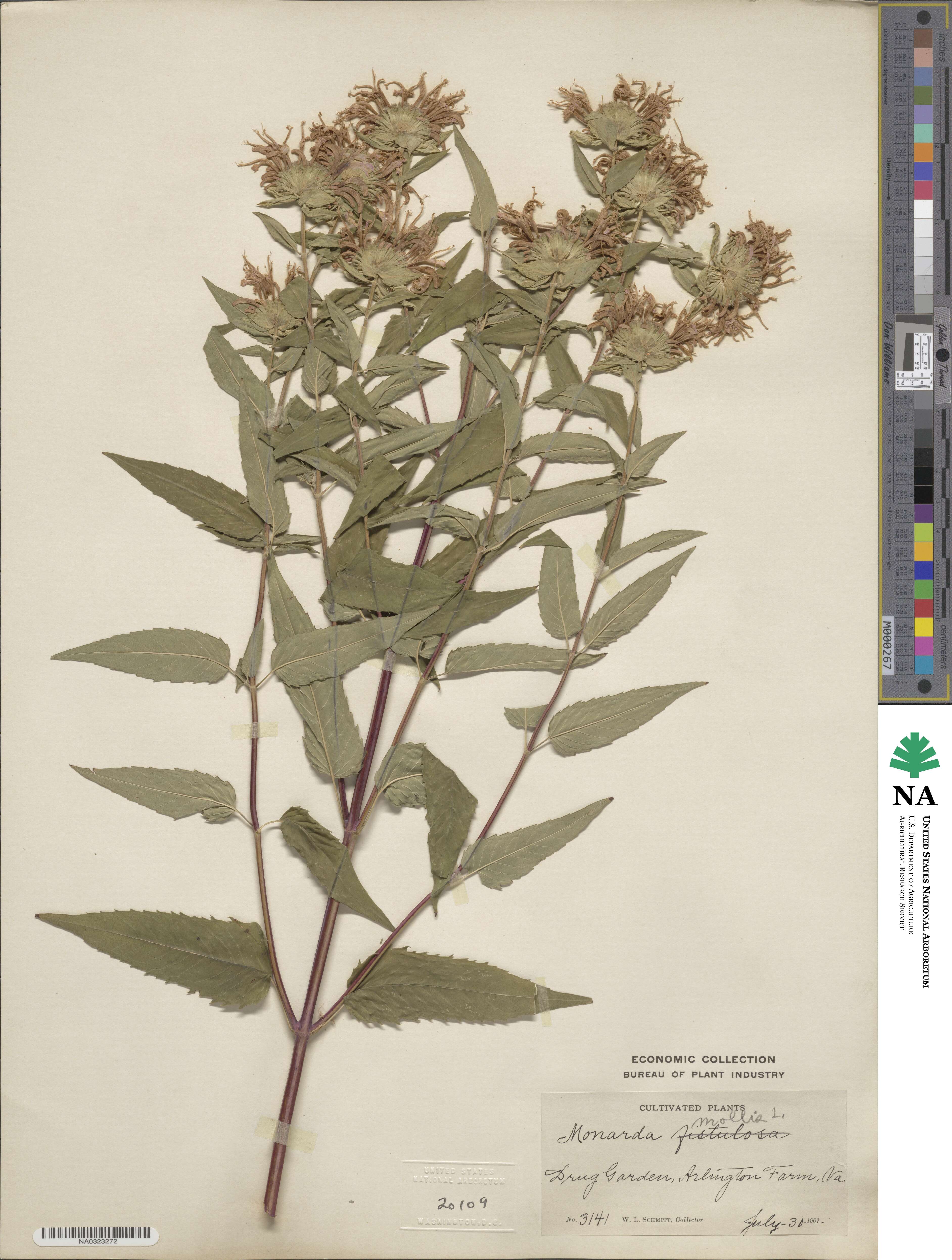 Monarda fistulosa var. mollis image