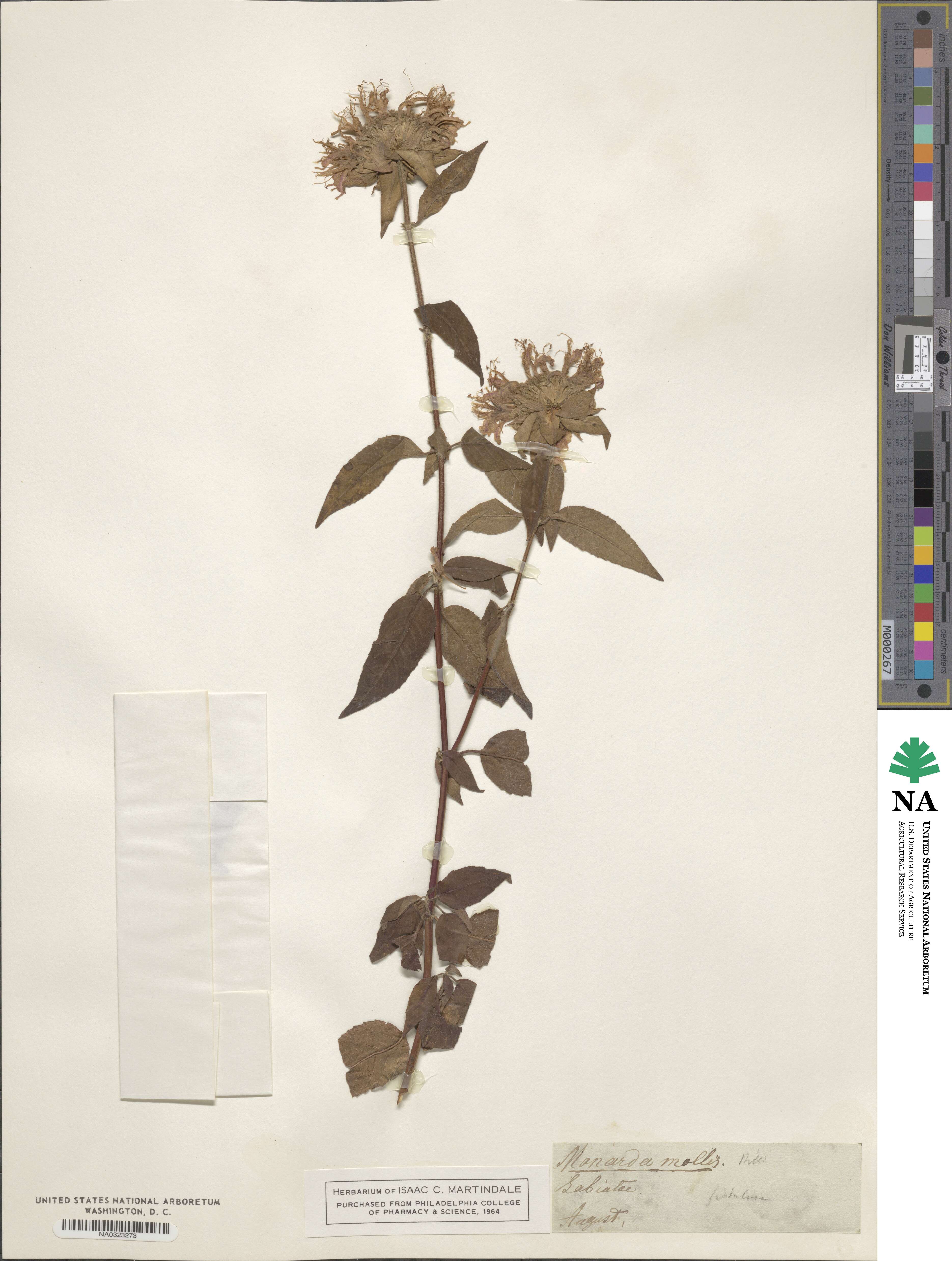 Monarda fistulosa var. mollis image