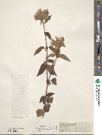 Monarda fistulosa var. mollis image