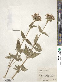 Monarda fistulosa image