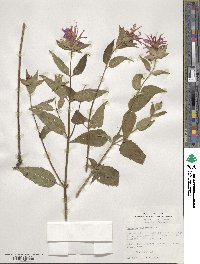 Monarda fistulosa image