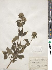 Monarda fistulosa image