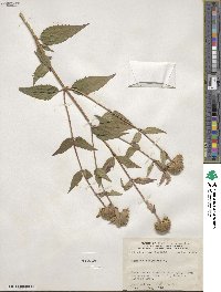 Monarda fistulosa image