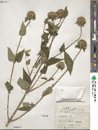 Monarda fistulosa image