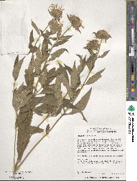 Monarda fistulosa image