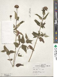 Monarda fistulosa image