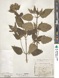 Monarda fistulosa image