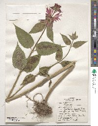 Monarda didyma image