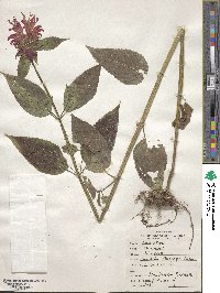 Monarda didyma image