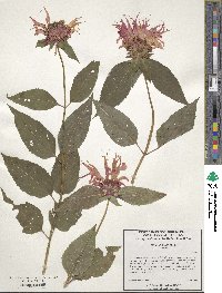 Monarda didyma image