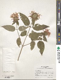 Monarda didyma image