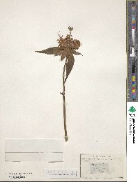 Monarda didyma image