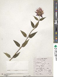 Monarda didyma image