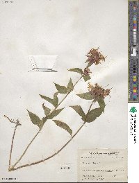 Monarda didyma image