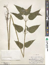 Monarda clinopodia image