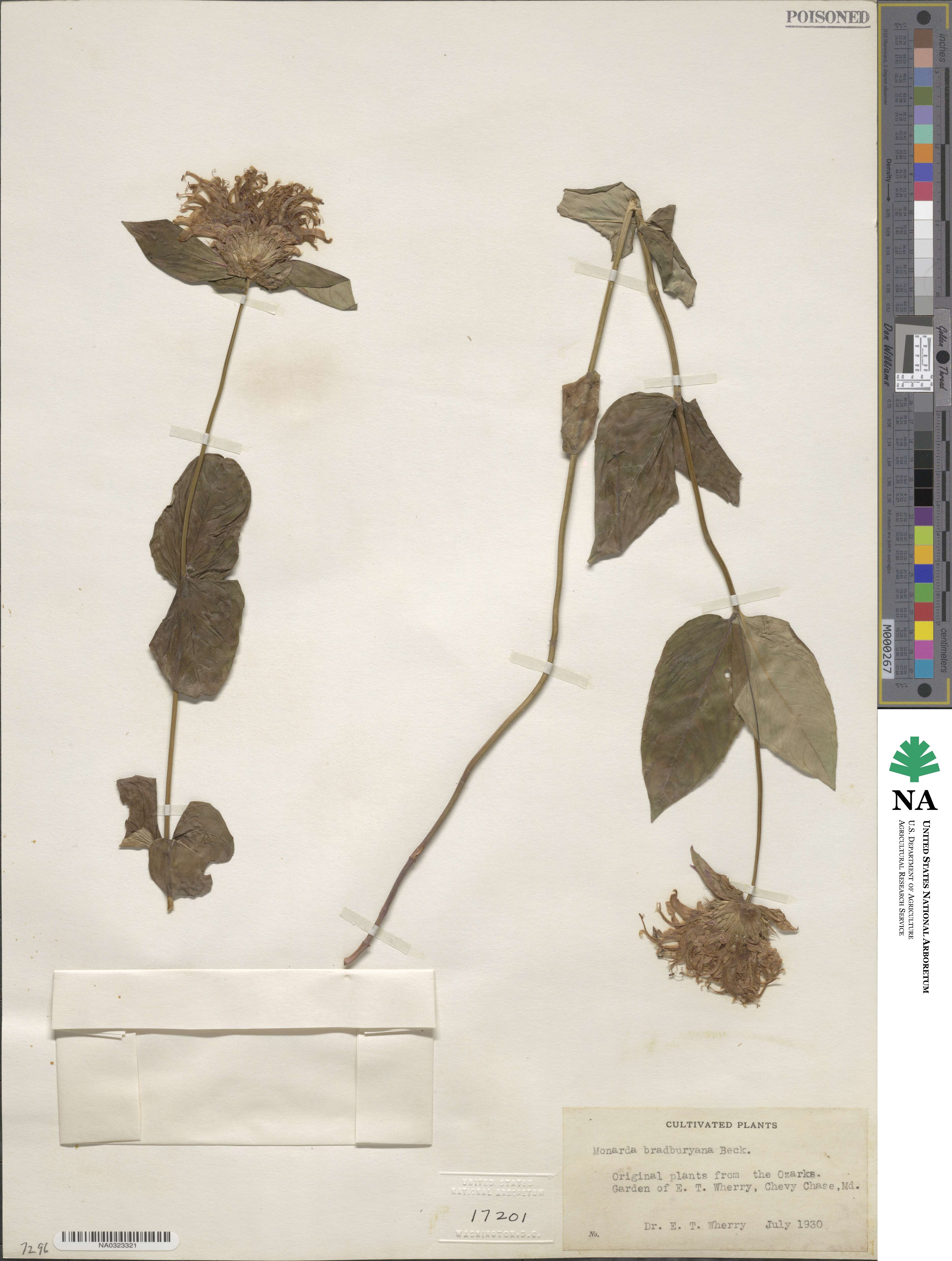 Monarda bradburiana image
