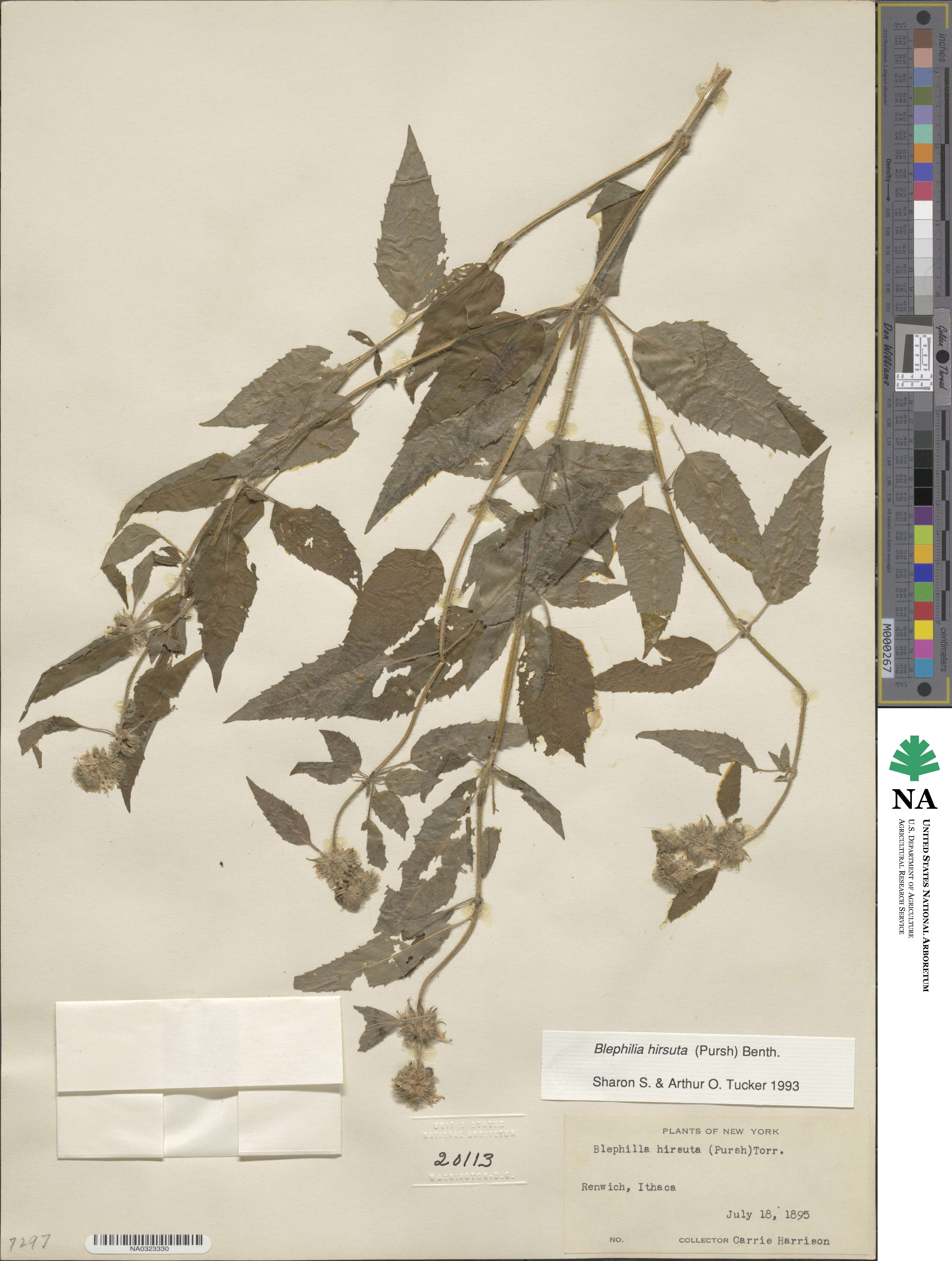 Blephilia hirsuta image