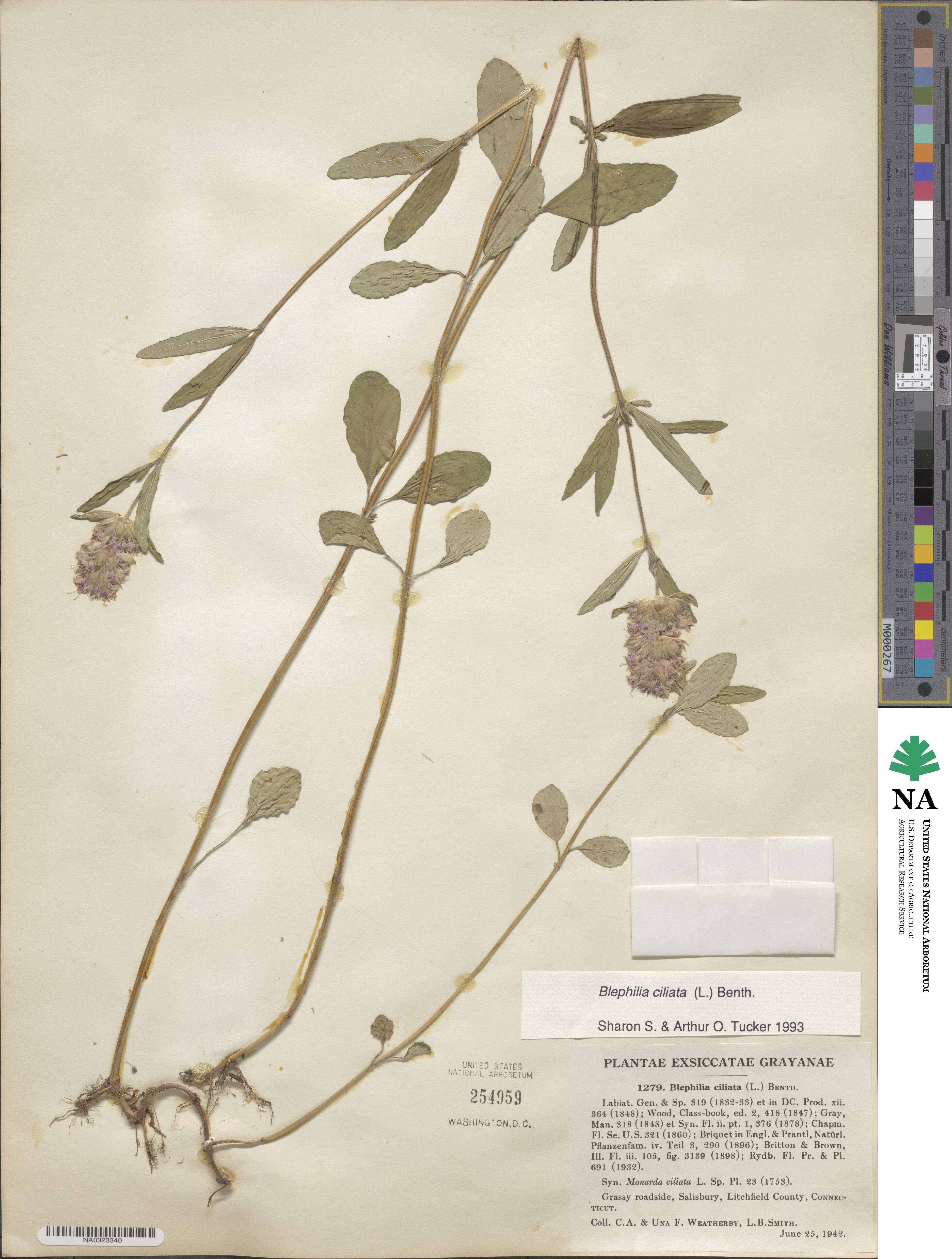 Blephilia ciliata image