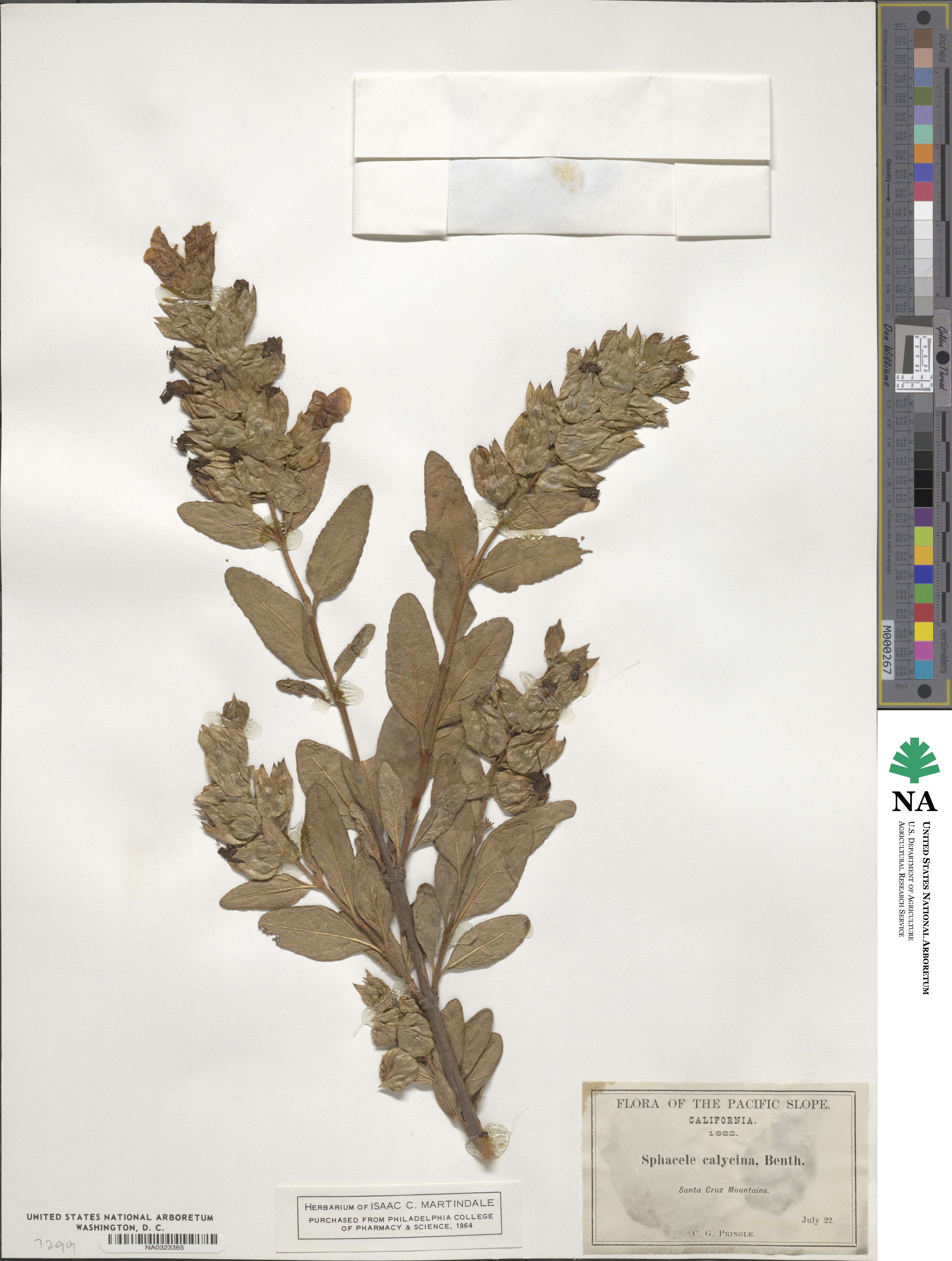 Lepechinia calycina image