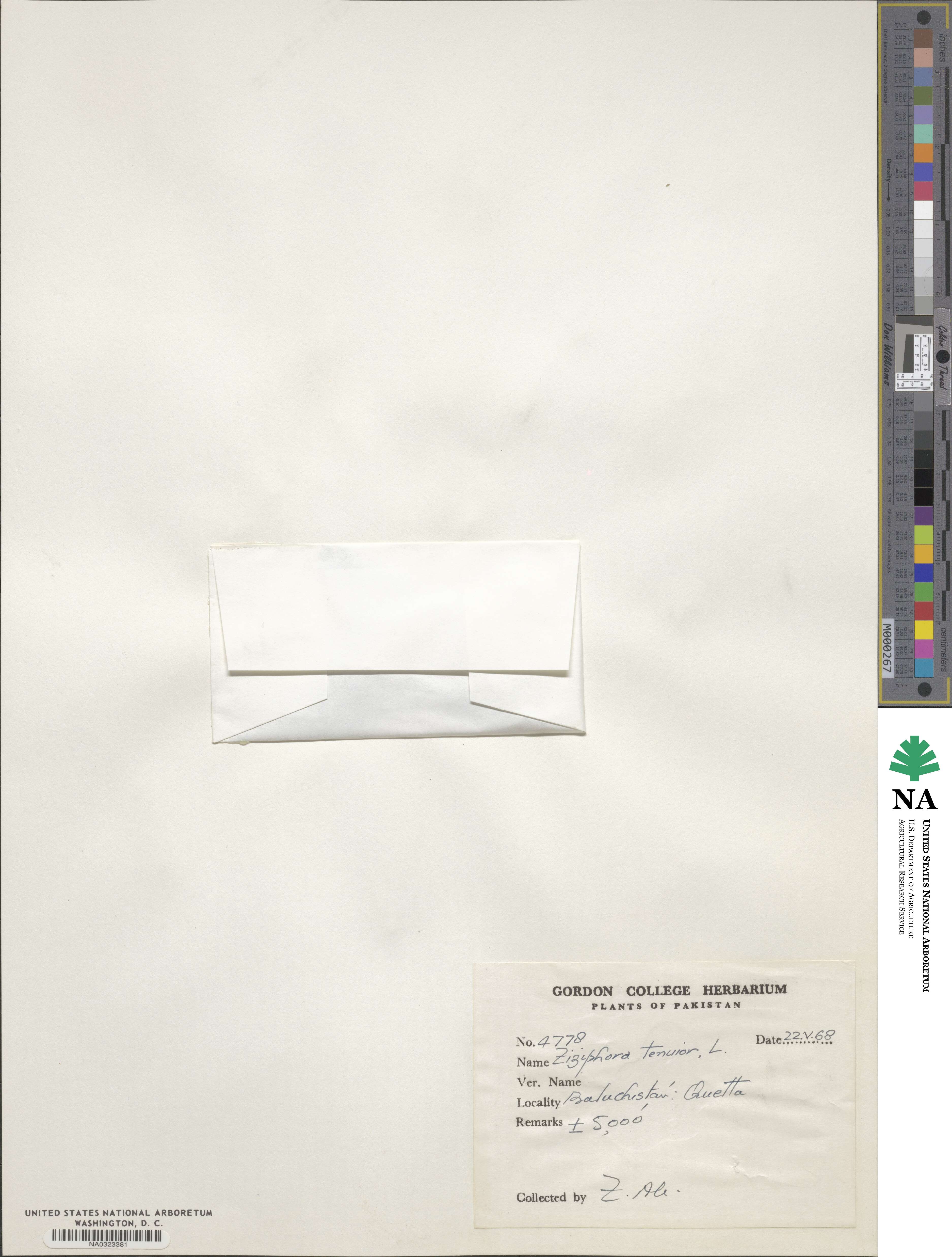 Ziziphora tenuior image