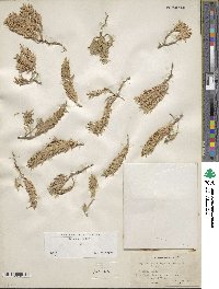 Ziziphora tenuior image
