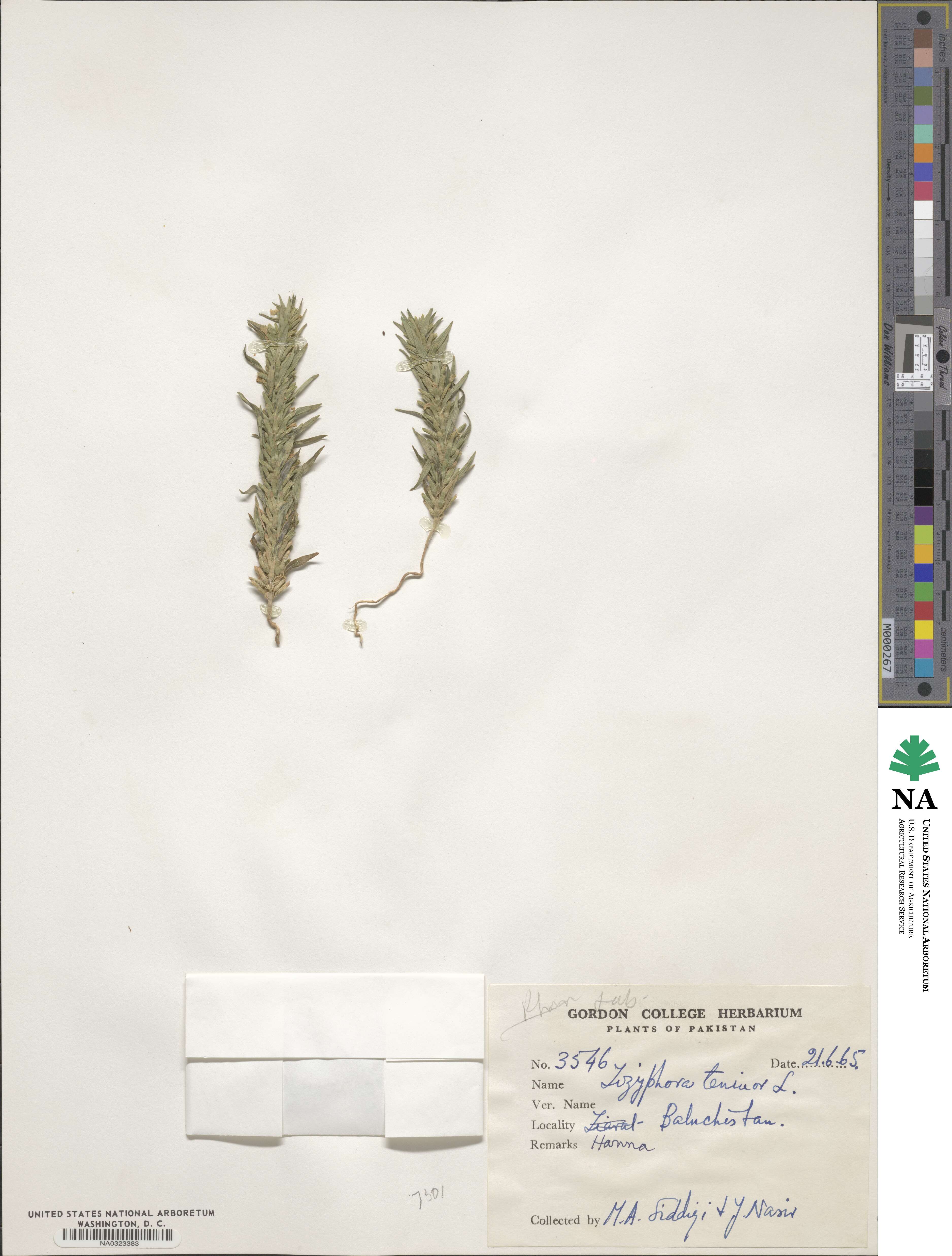 Ziziphora tenuior image